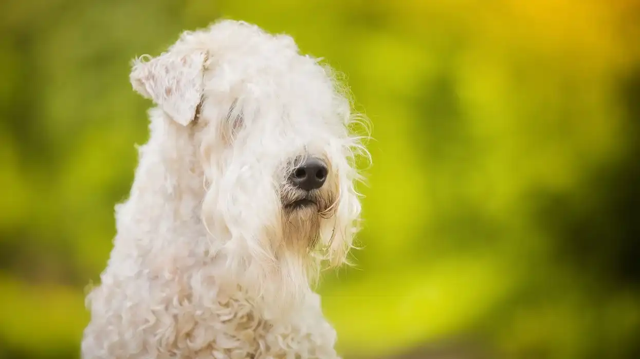 Whoodle facts such as that they possess the furry physical characteristics of poodles along with silky coats of soft-coated wheaten terrier are interesting.