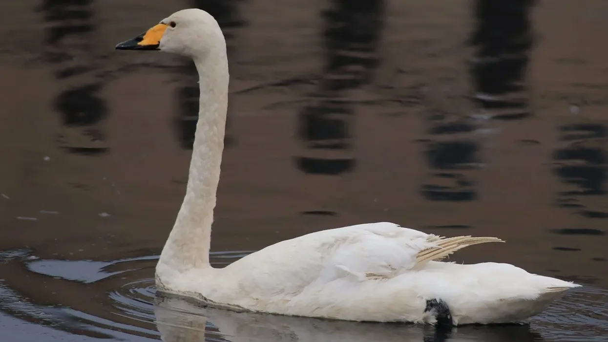 Whooper swan facts such as they are the national bird of Finland and their ways of communication are very interesting.