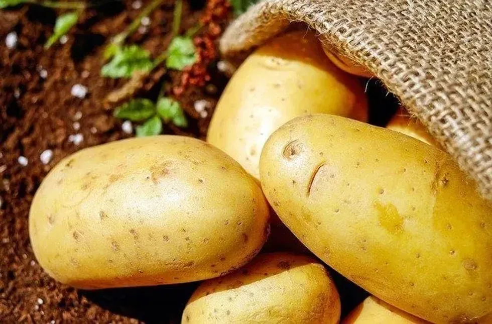 Why do potatoes turn green? Find out here.