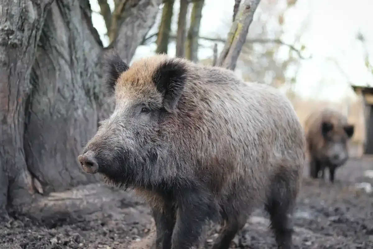 Wild boar facts for kids are interesting.