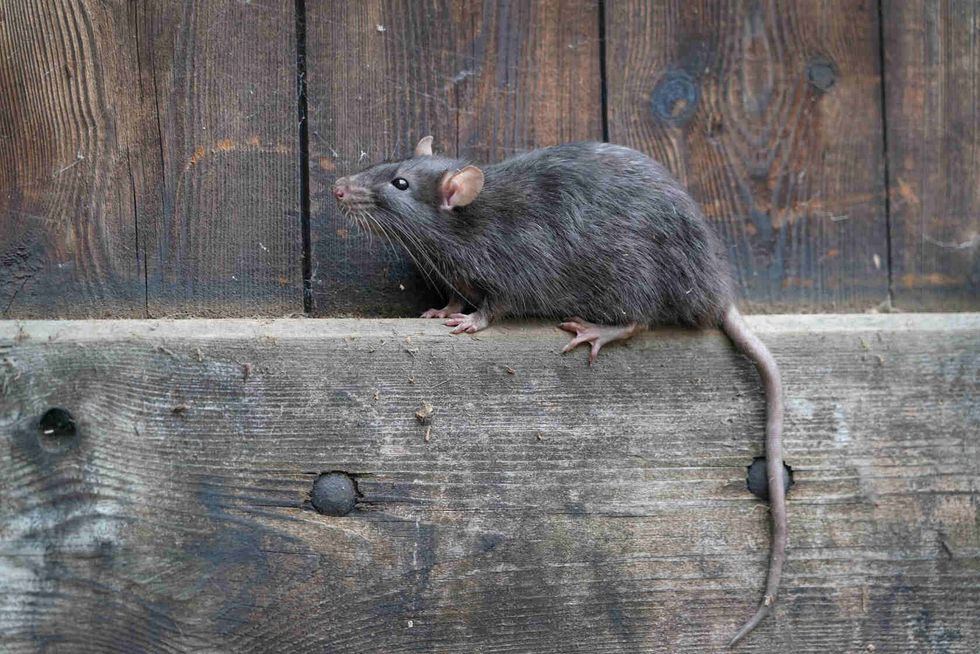 Wild brown Norway rat.