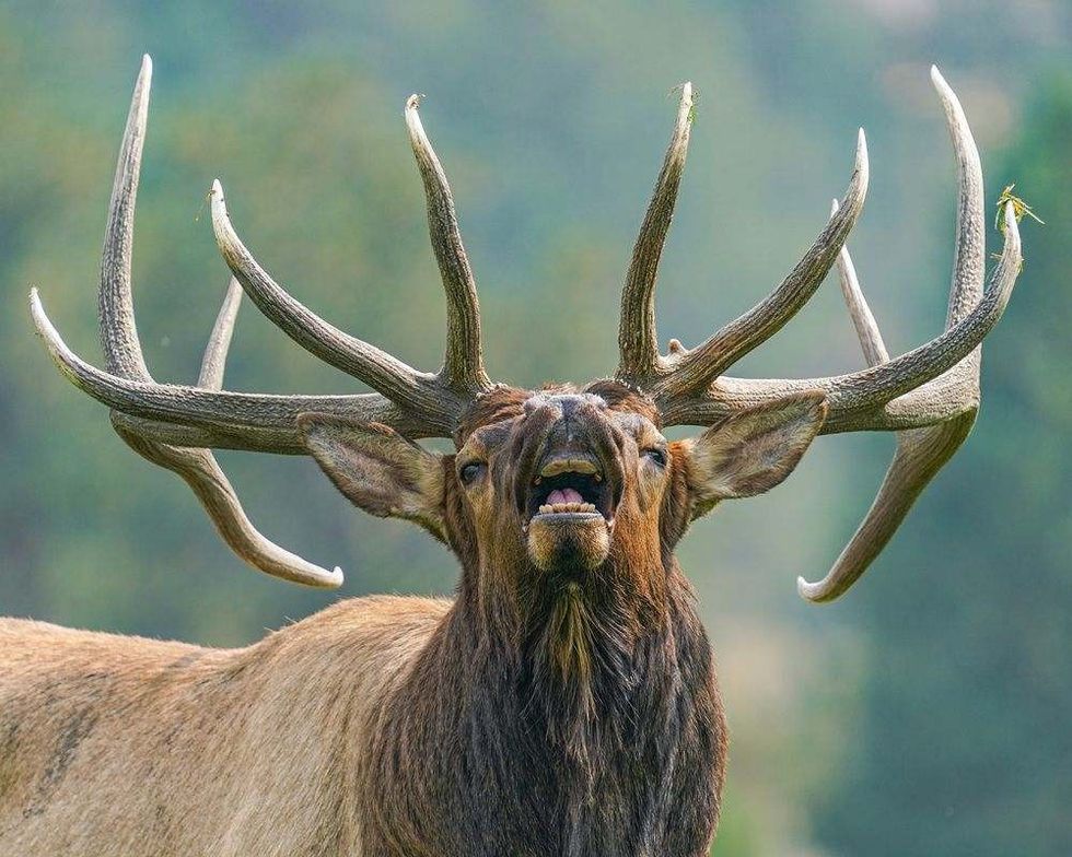 Wild elk in the west