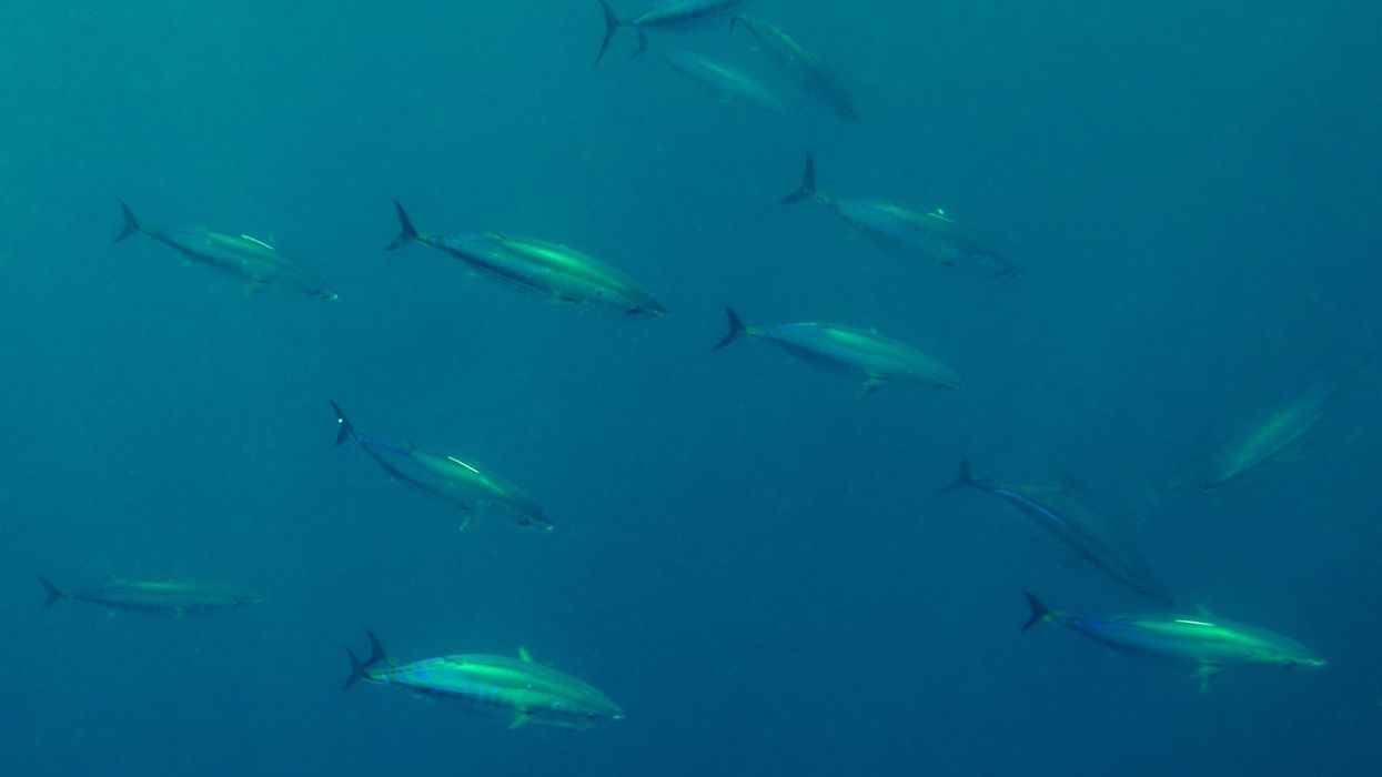 Wild planet Skipjack Tuna facts.