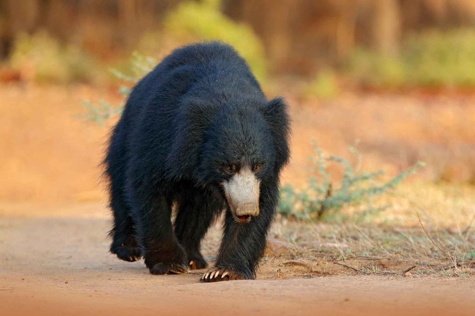 Wild Sloth bear in nature habitat