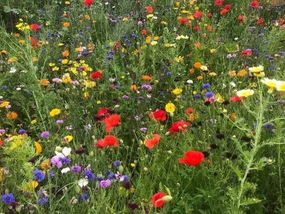 Wildflower facts open a plethora of information on plants grown in abundance without any human aid.