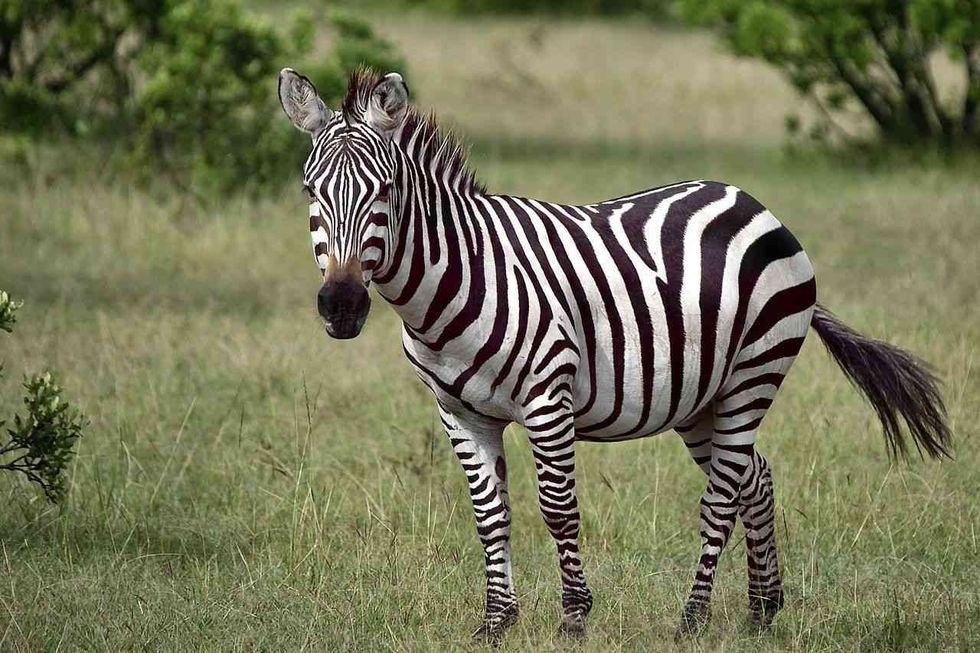 Wildlife lovers always look for some famous zebra names and funny zebra names.