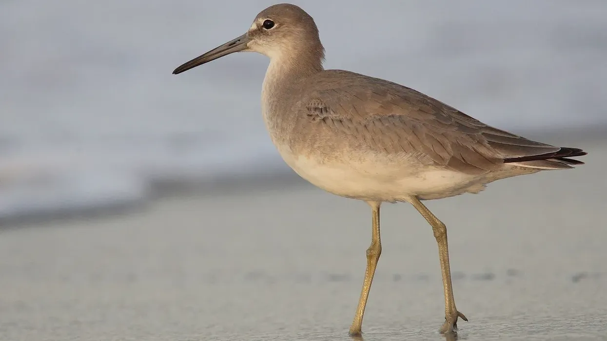 Willet facts about the North American sandpiper.