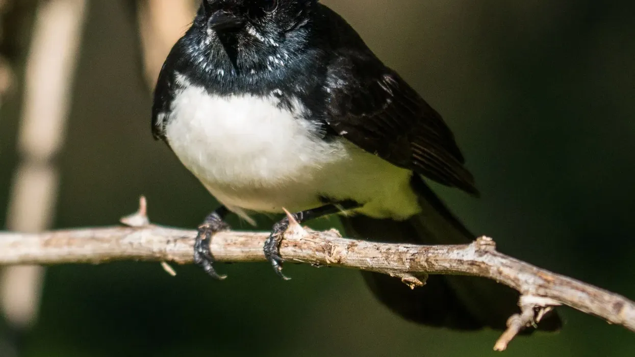 Willie wagtail facts includes that they are the most familiar songbird found in Australia which spends much time chasing prey in open habitat.