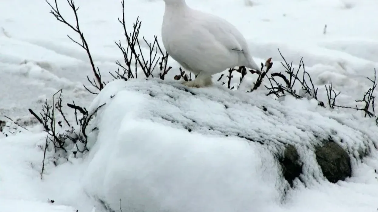 Willow Ptarmigan facts are captivating to read.