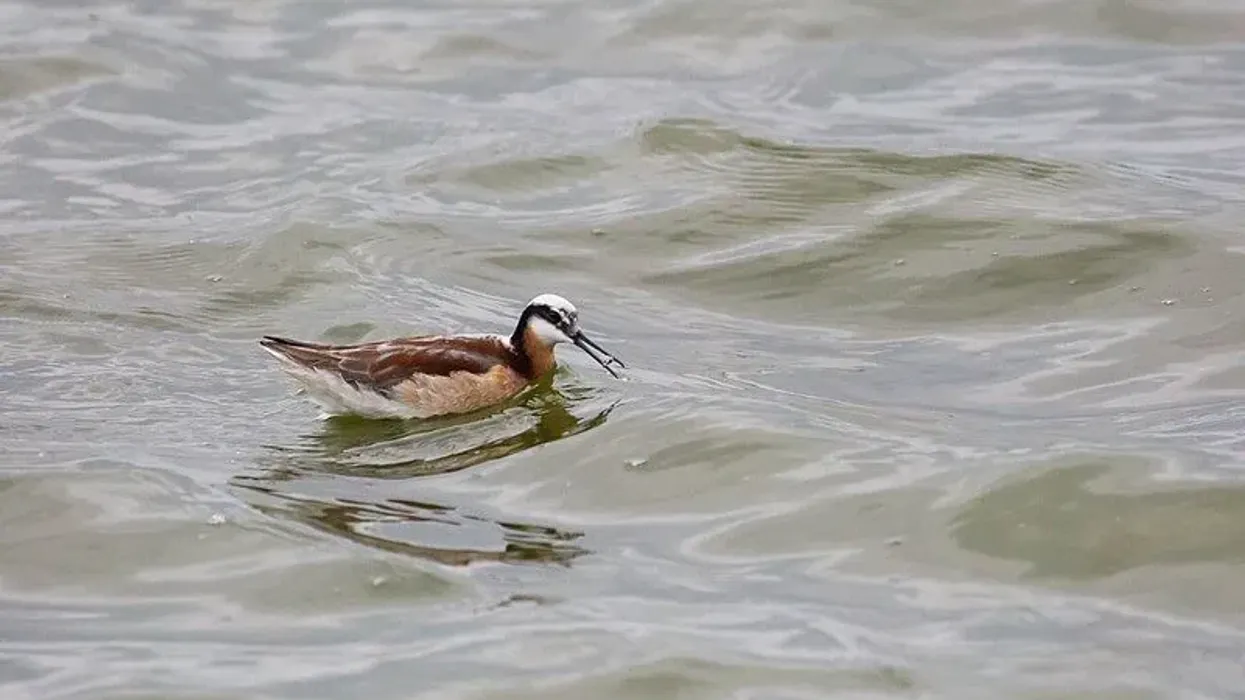Wilson's Phalarope facts about the bird species with a slim neck and a long, straight bill.