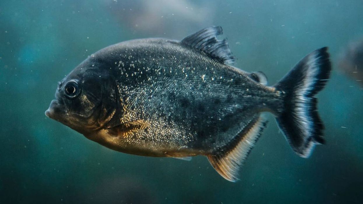 Wimple piranha facts include having silver skin on top and golden shades at the belly bottom.