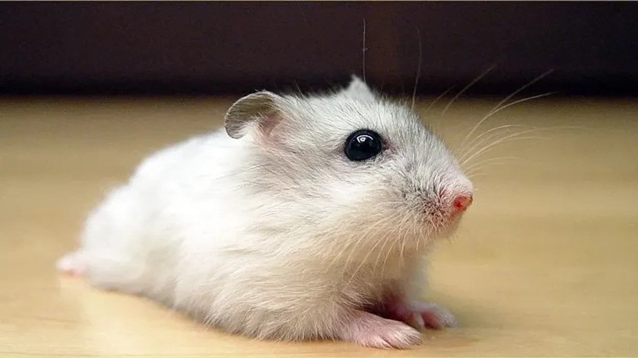 Winter white dwarf hamster facts are about a cute little rodent.