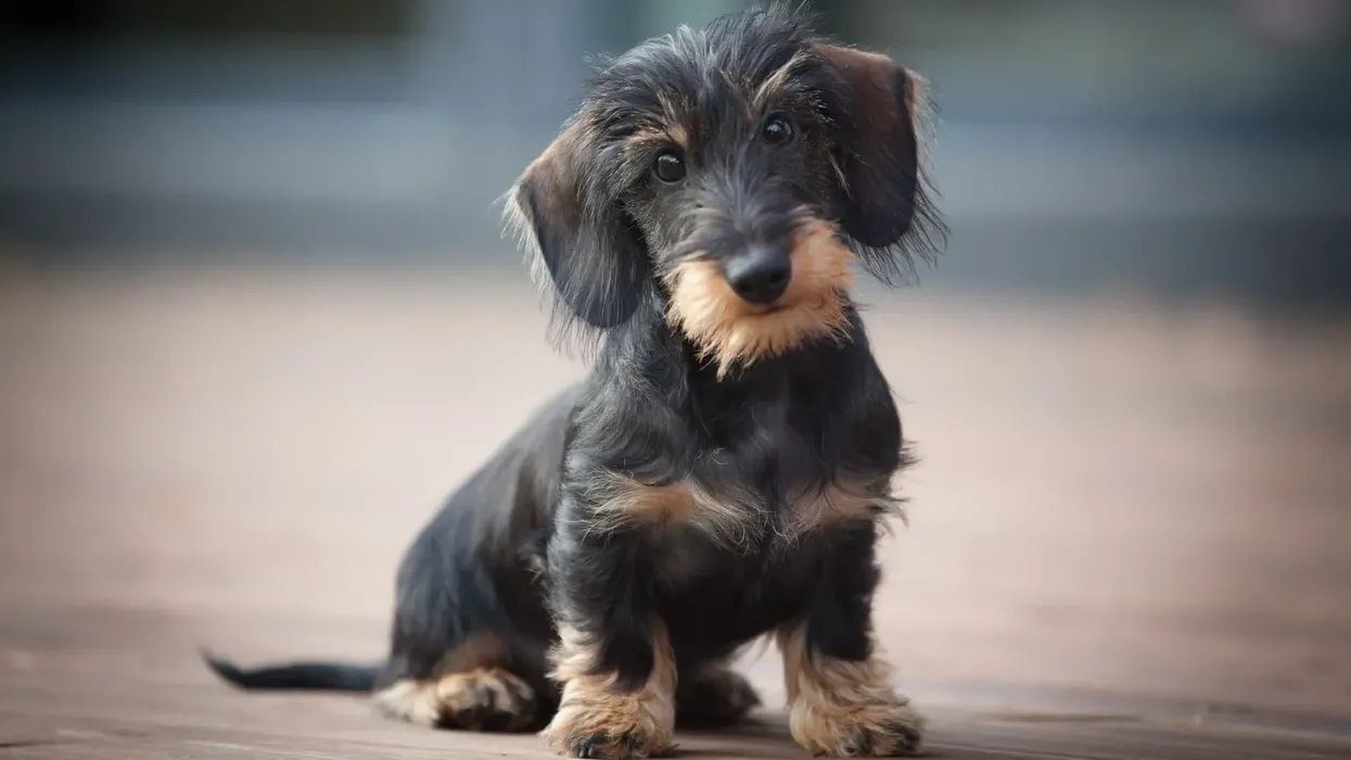 Wire-haired dachshund facts tell us about their shedding habit.