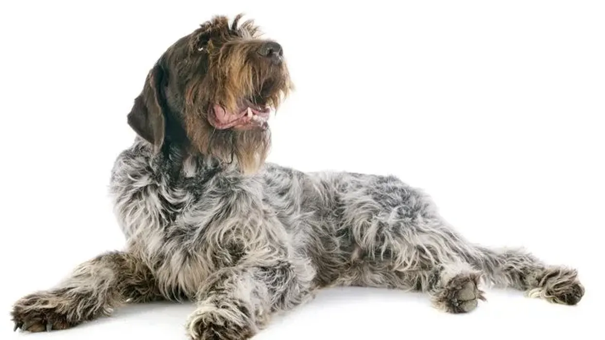 Wirehaired griffon facts, famous as a hunting dog and also as great family dogs.