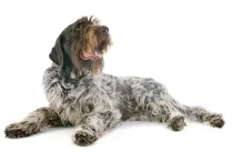 Wirehaired griffon facts, famous as a hunting dog and also as great family dogs.