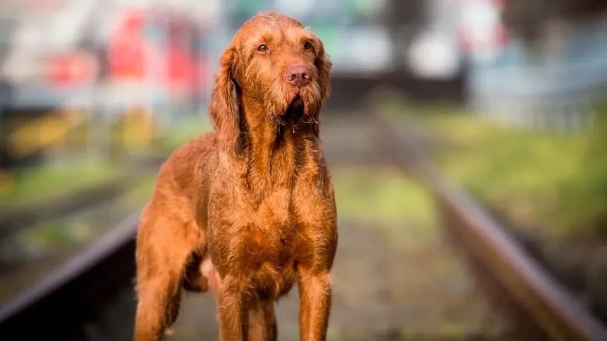 Wirehaired vizsla facts about a dog species commonly found in North America.