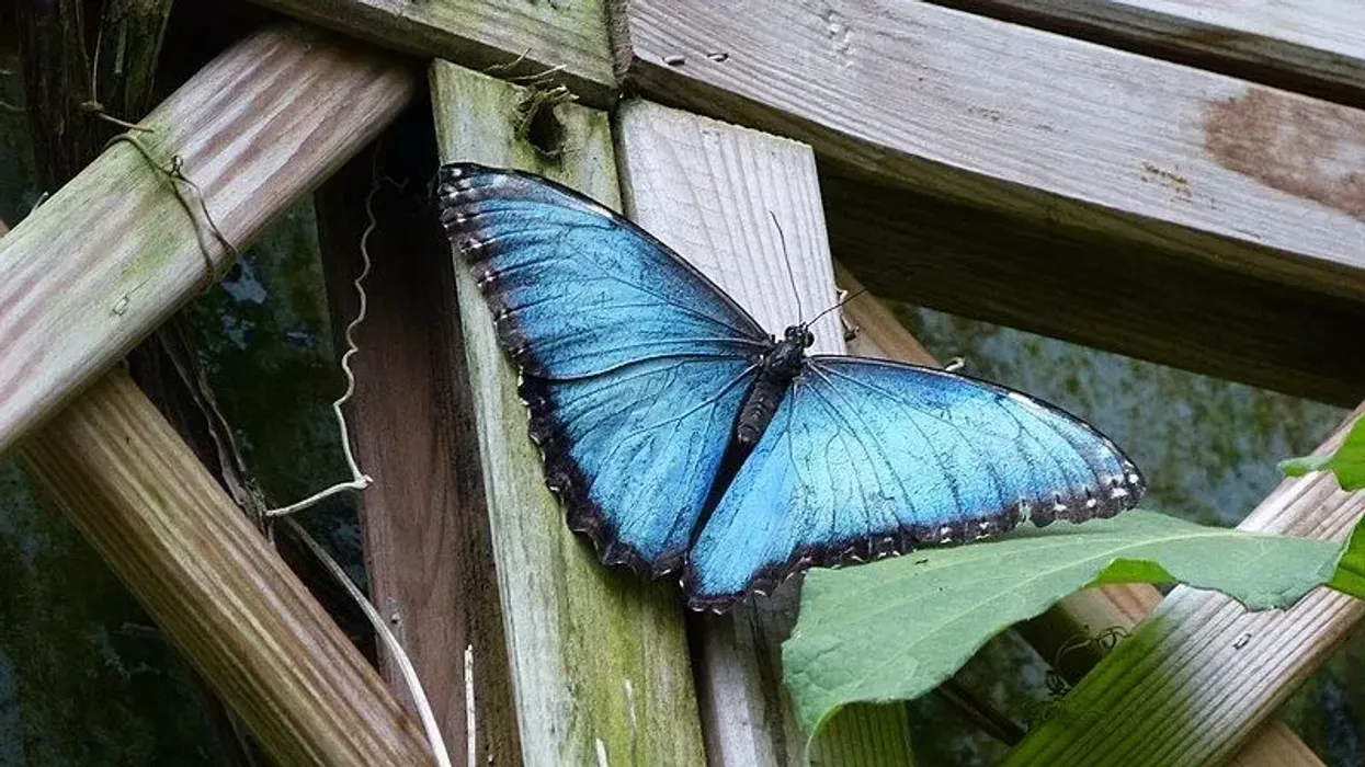 With so many fun Blue Morpho facts around, how fast can you read them all?