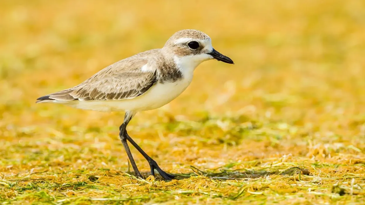 With so many fun lesser sand plover facts around, how many of them did you already know?