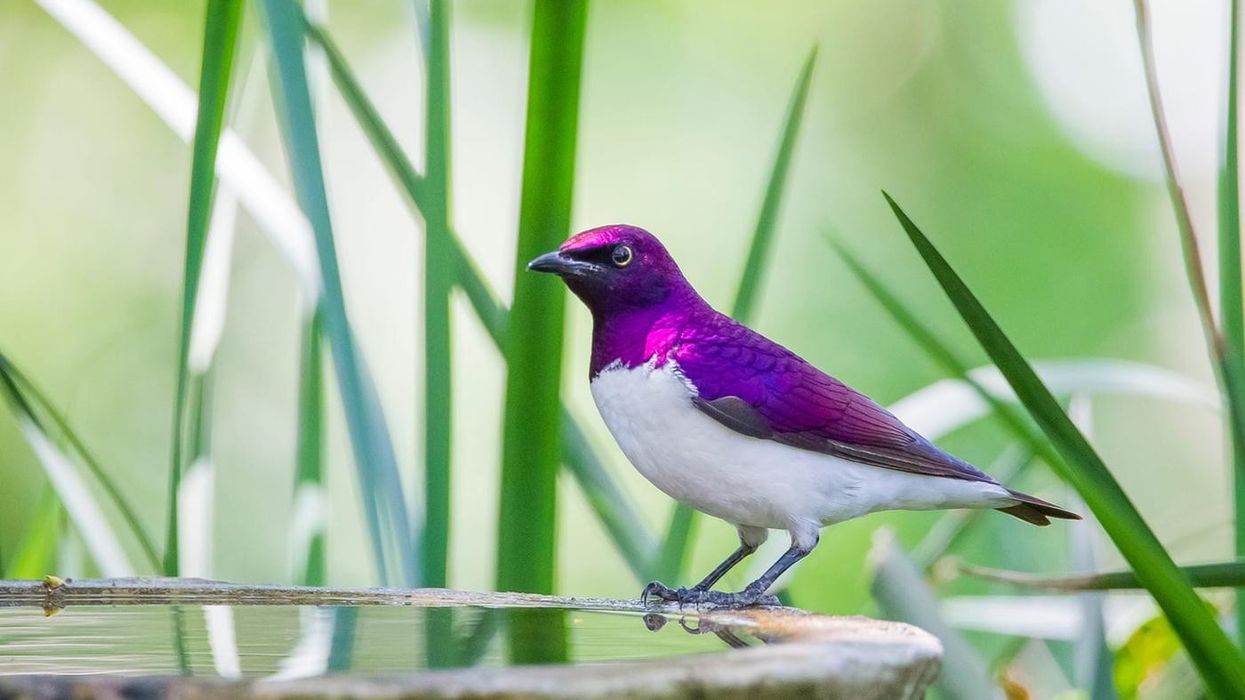 With so many interesting Violet-Backed Starling facts to choose from, you're sure to find your next favorite bird here!