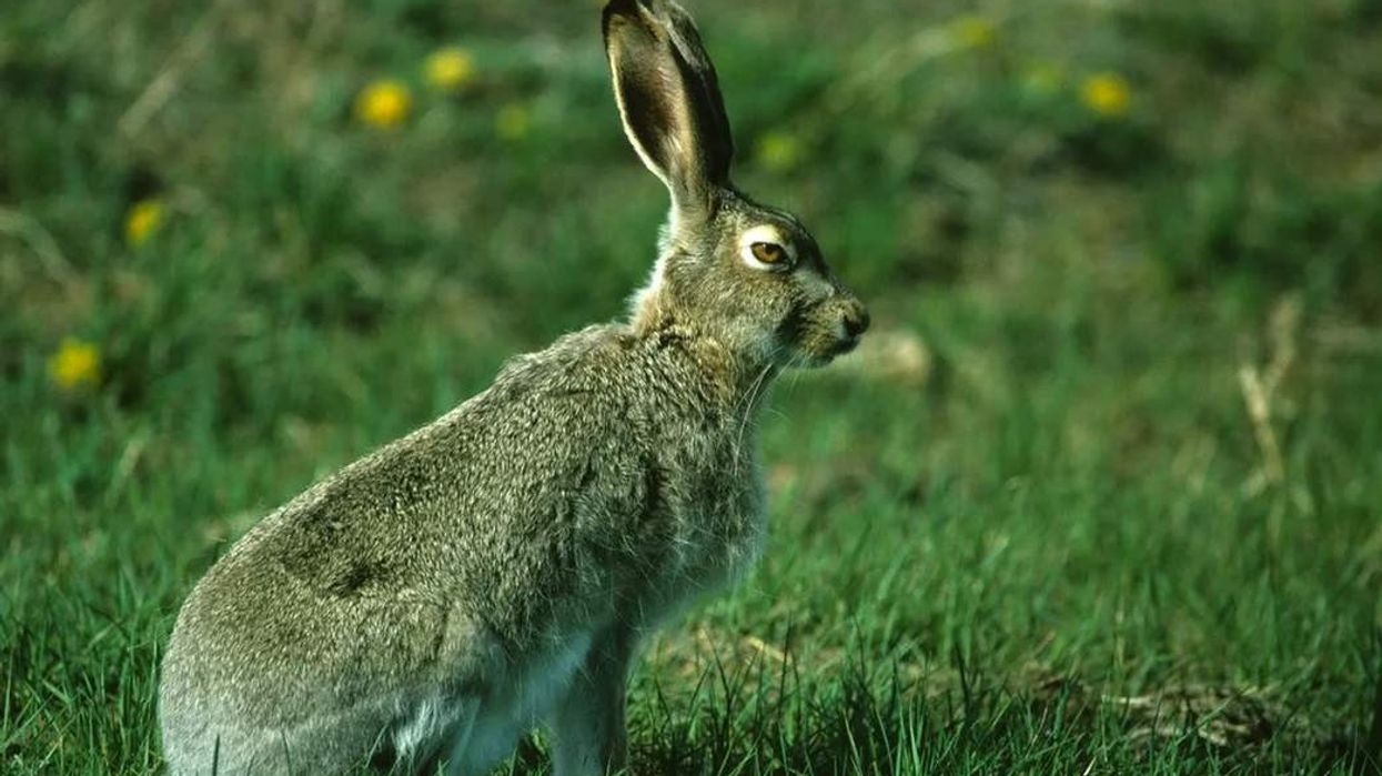With the white-tailed jackrabbit facts, you can learn more about this species of hare.