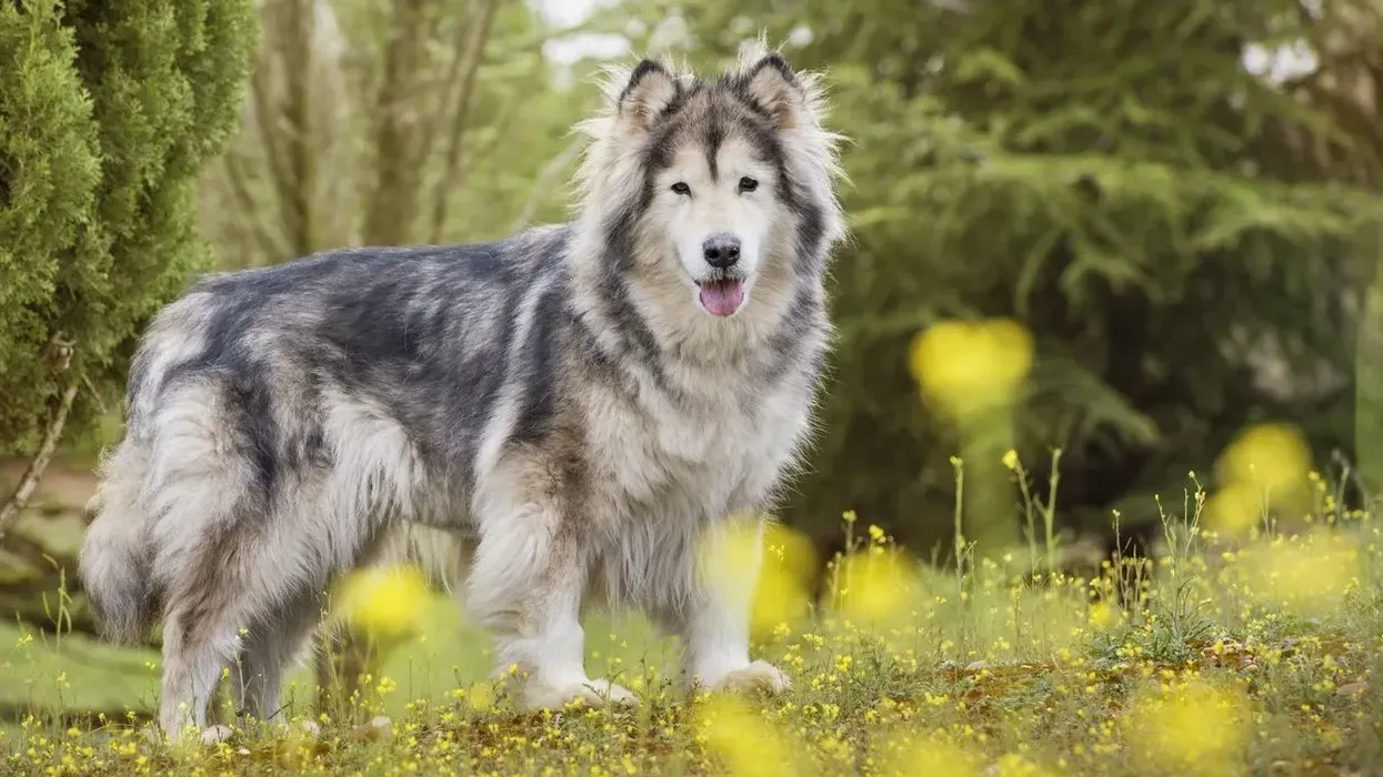 Wolamute facts about the mixed breed wolf dog.
