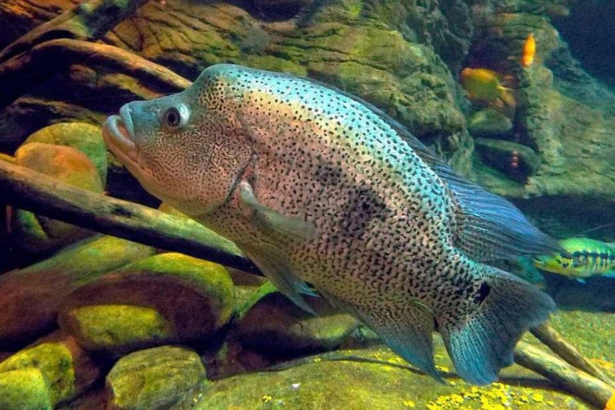 Wolf Cichlid facts about the species Dovii wolf cichlid.