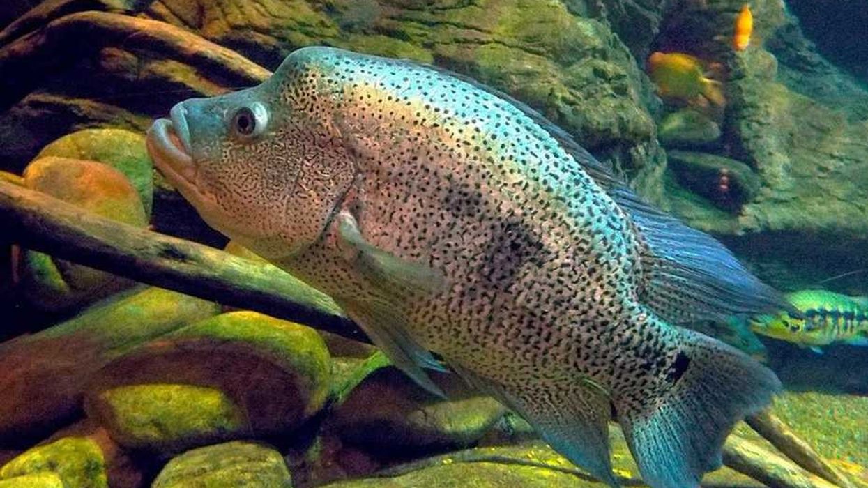 Wolf Cichlid facts about the species Dovii wolf cichlid.