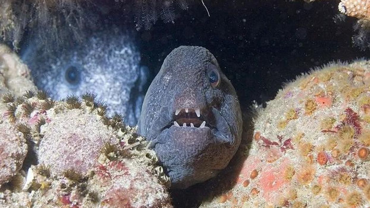 Wolf eel information is about a type of fish.