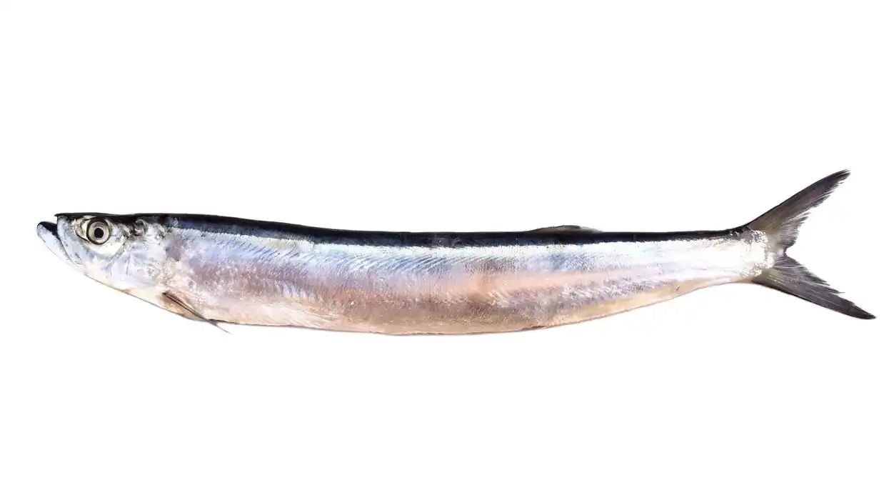 Wolf herring facts are all about their feeding habits.
