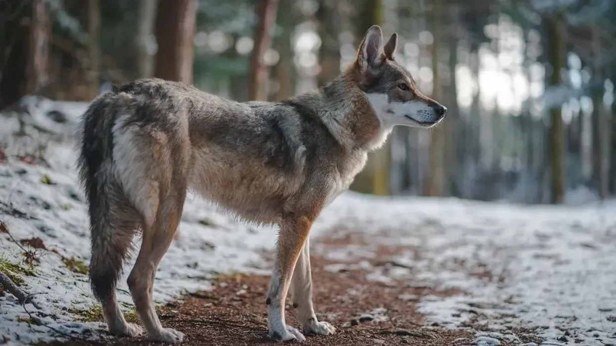 Wolfdog facts talk about their coat type and coat color.