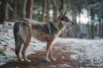Wolfdog facts talk about their coat type and coat color.