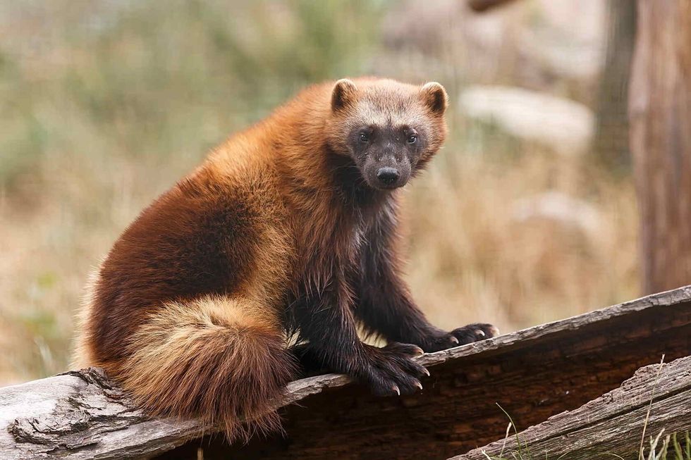 Wolverine looking at the camera.