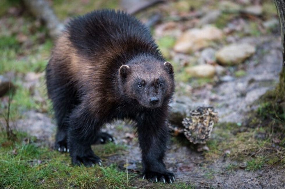 Are Wolverines Dangerous? Everything You Need To Know | Kidadl