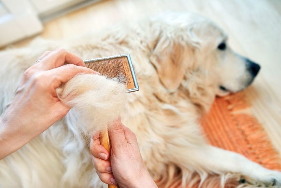 Woman combs old Golden Retriever dog with a metal grooming comb