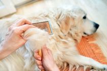 Woman combs old Golden Retriever dog with a metal grooming comb
