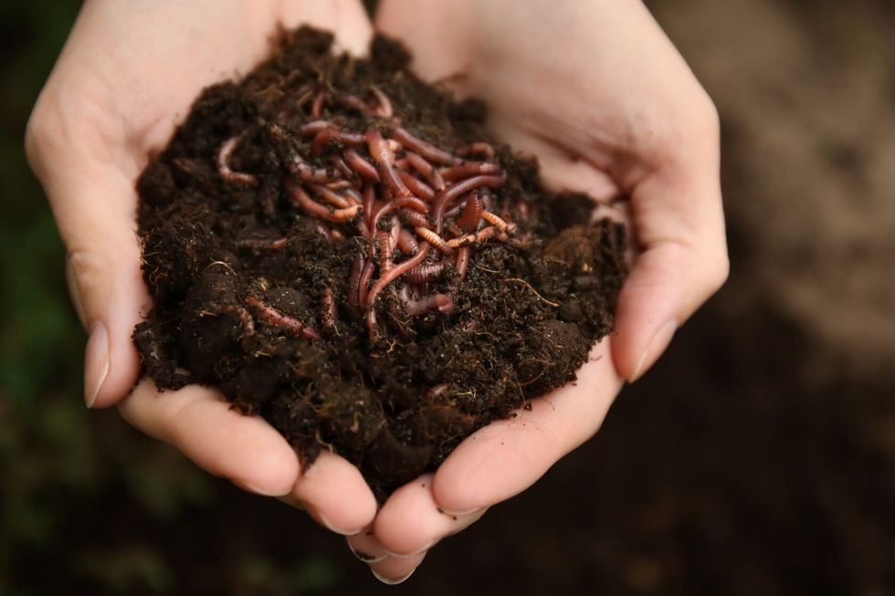Woman holding worms with soil.