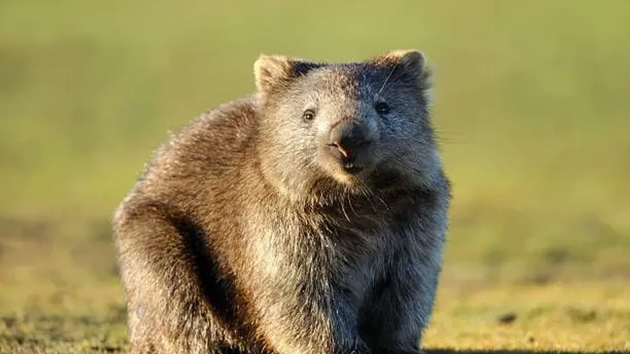 Wombat facts tell us that they are found only in Australia.