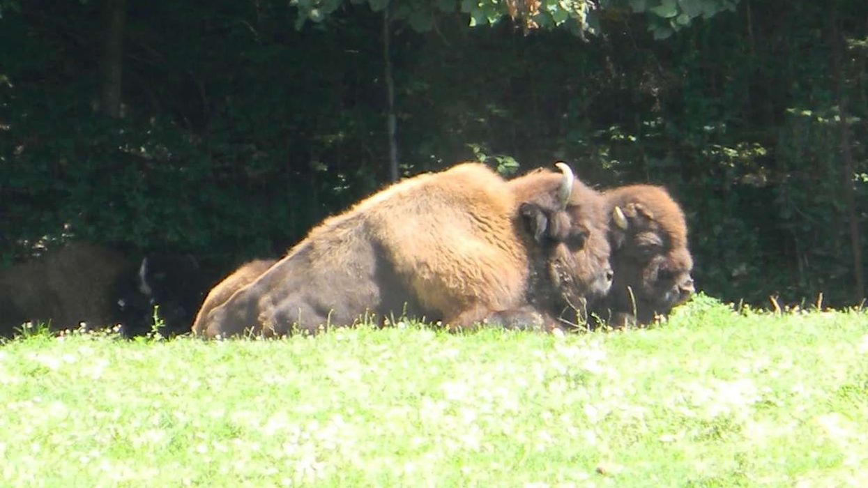 Wood bison facts discuss their age and habitat.
