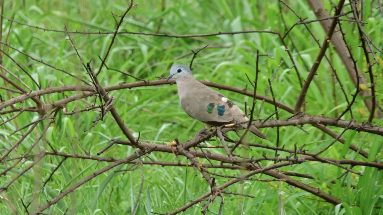 Wood dove facts are interesting to read.