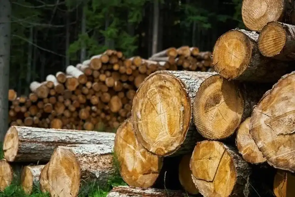 Wood facts talk about how it can be obtained from the trunk and the bark!