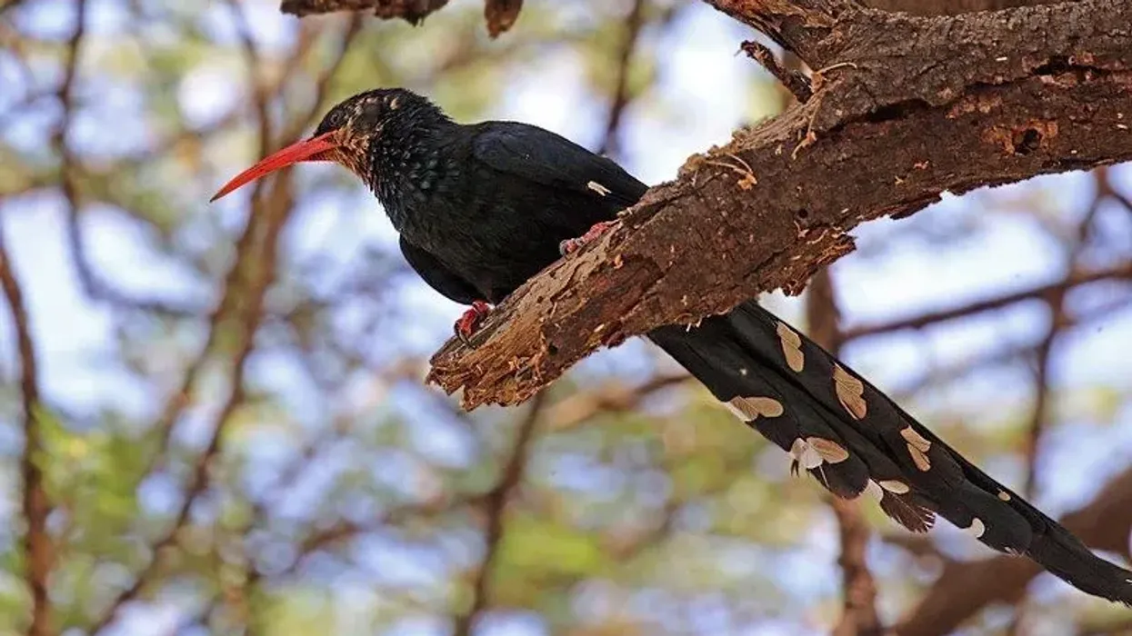 Wood hoopoe facts are about these birds that have a long red beak.