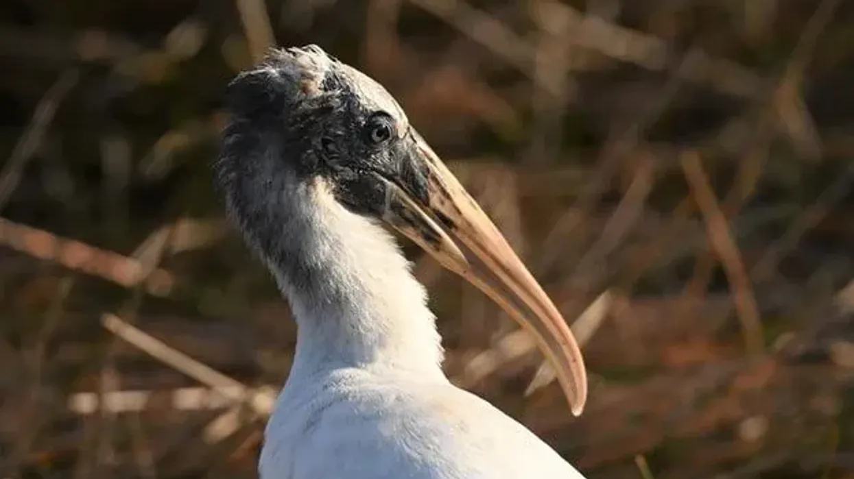 Wood stork facts for kids are educational