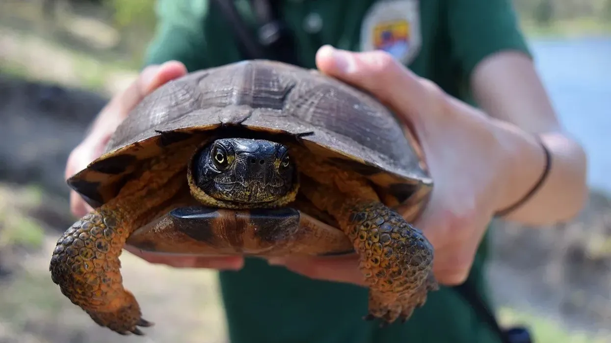 Wood turtle facts tell us all about the species with the shell.