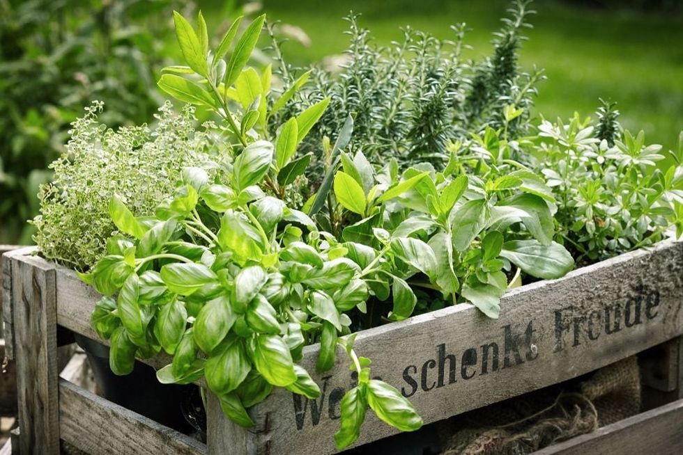 Wooden crate with a variety of fresh green potted culinary herbs growing outdoors in a backyard garden