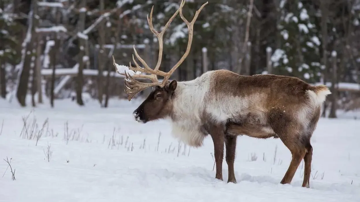Woodland Caribou facts about the only member of the deer family wherein both males and females have antlers