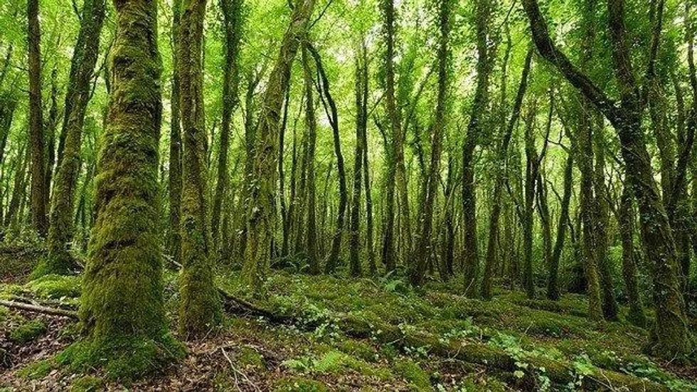 Woodland in Galway city suburbs in Connacht region of Ireland.