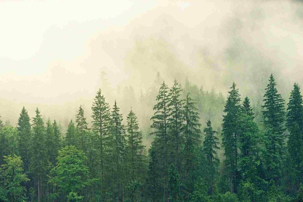Woods are temperate coniferous forests