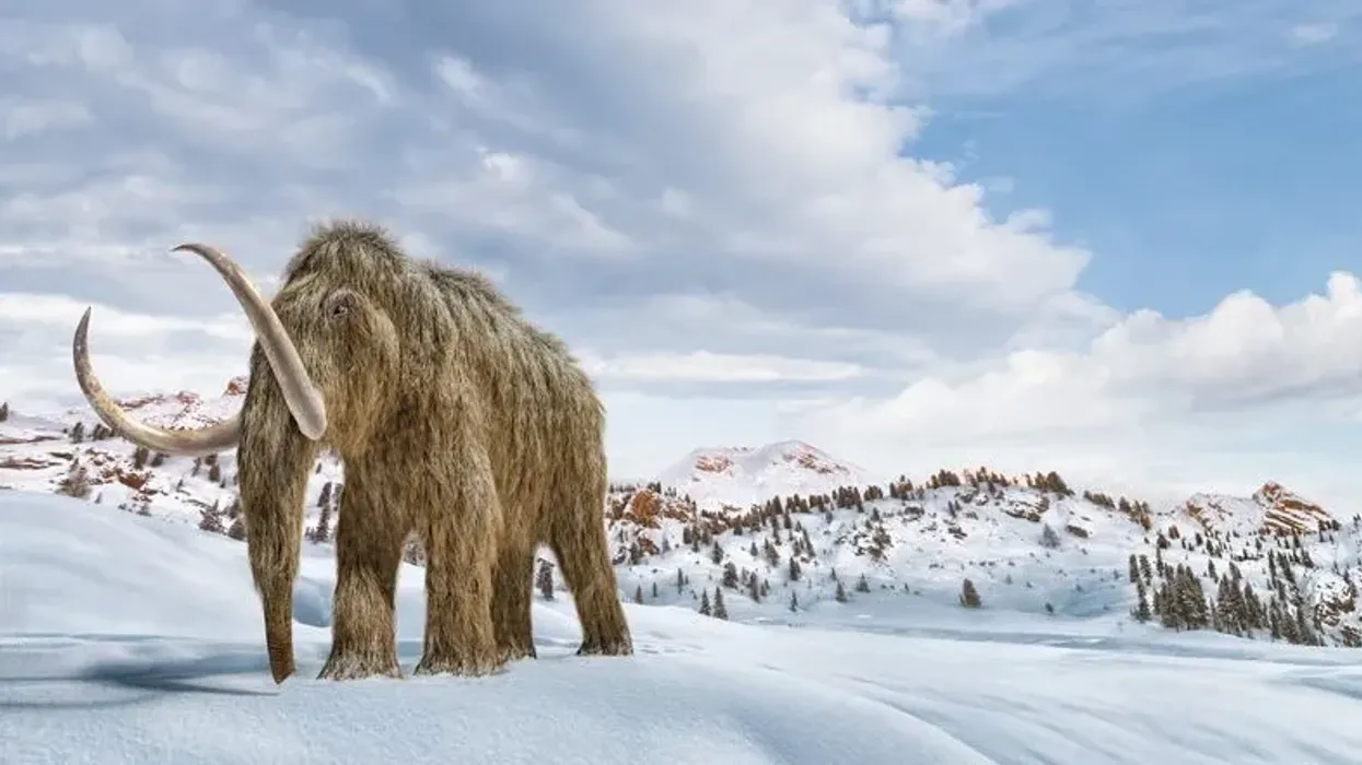 Woolly mammoth facts are captivating.