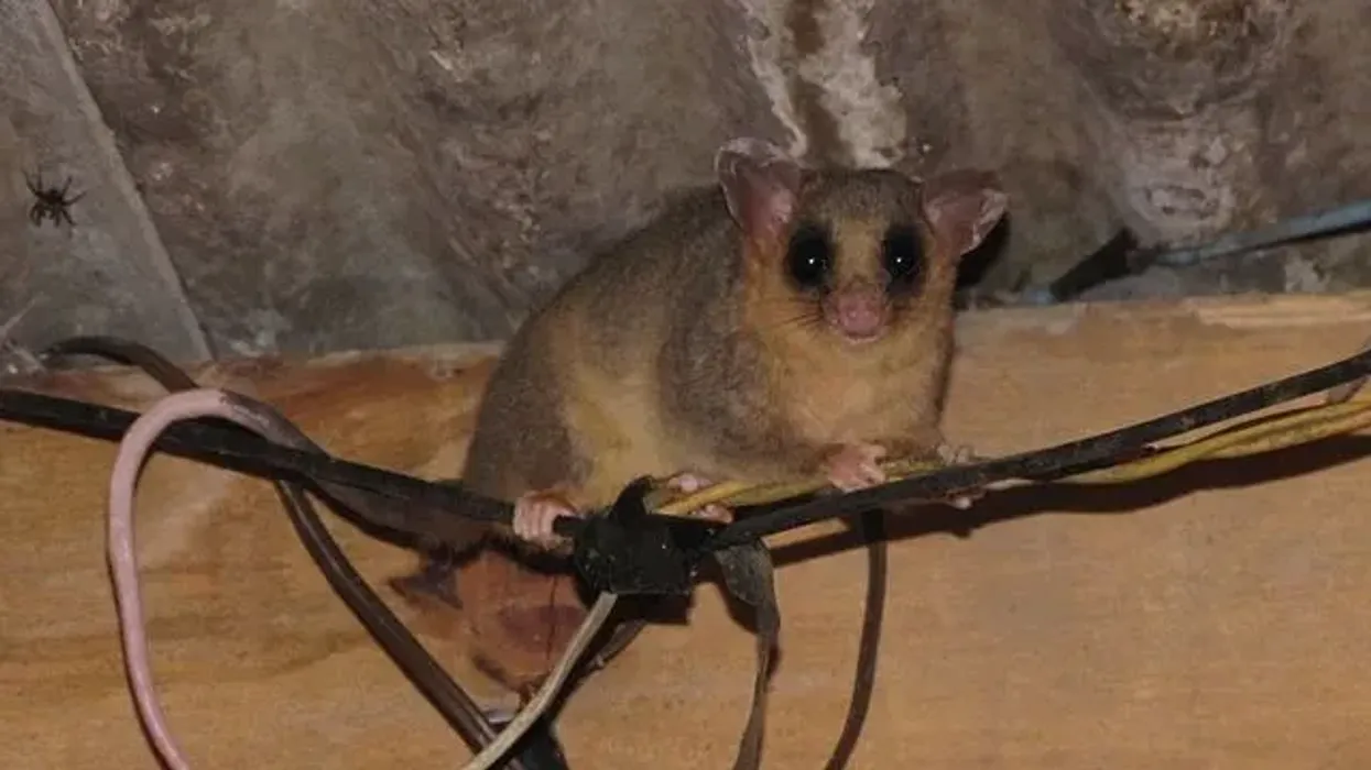 Woolly opossum facts will get you interested in the marsupial world.