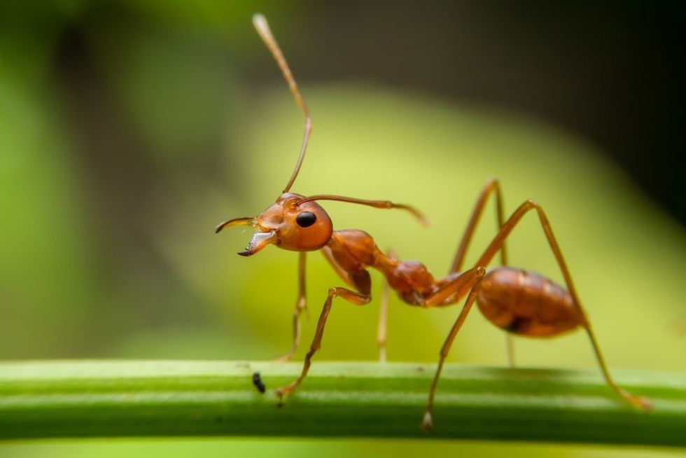 Working ants are walking on the branches to protect the nest in the forest.